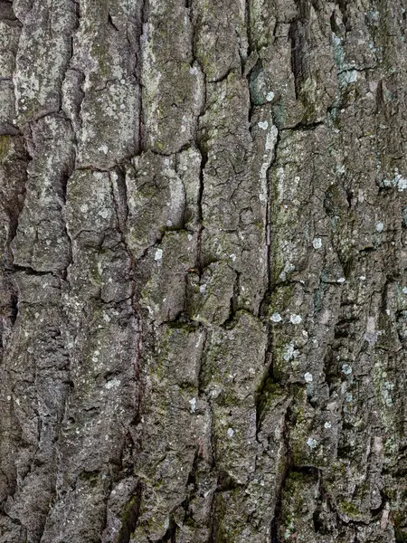 Ağaç kabuğunun yakın çekimi derin oyukları ve küçük yosunları olan zengin bir dokuyu gösterir. Orman ortamında bulunan doğal güzelliğin altını çizer..