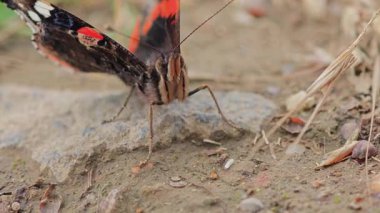 Dilimlenmiş kivi, nar, kavun ve daha fazlasından oluşan canlı bir karışım, eğlenmeye hazır..