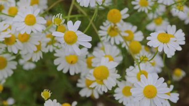 Parlak beyaz yapraklarla dolu bir çayırdaki güzel papatya çiçekleri yemyeşil bir arka planda, doğanın dinginliğini ve tazeliğini aktarmak için mükemmel..