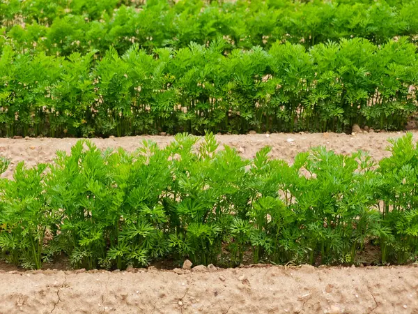 Canlı yeşil havuç tarlaları temiz gökyüzünün altında iyi bakımlı toprakta gelişir. Tarla, gündüz saatlerinde sağlıklı büyüme ve tarım uygulamaları gösteriyor..