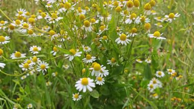Dilimlenmiş kivi, nar, kavun ve daha fazlasından oluşan canlı bir karışım, eğlenmeye hazır..
