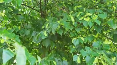 Dilimlenmiş kivi, nar, kavun ve daha fazlasından oluşan canlı bir karışım, eğlenmeye hazır..