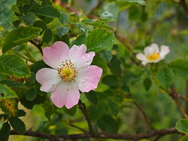 Pembe çiçekler yemyeşil yaprakların arasında açılır, yağmur damlalarıyla süslenmiş narin taç yaprakları sergilenir. Bu sakin bahçe sahnesi, sabahın erken saatlerinde doğanın güzelliğini yakalar..