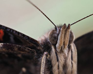 Kelebek canlı bir bahçede tünemiş hassas renklerini ve dokularını sergiler. Kanatların ve antenlerin ince ayrıntıları açıkça görülüyor, doğanın güzelliğini gözler önüne seriyor..