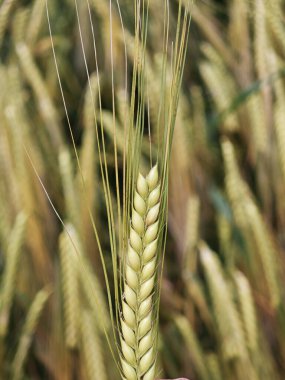 Yakından bakıldığında, altın arpa tarlasının ortasında gelişmekte olan bir buğday başı görülüyor. Güneş ışığı tahılın detaylarını vurguluyor, erken büyümesini gösteriyor..