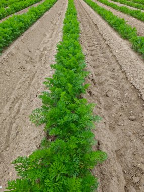 Canlı yeşil havuç tarlaları boyunca uzanıyor ve sağlıklı bir büyüme sergiliyor. Toprak iyi sürülmüş ve güneş ışıl ışıl parlıyor. Bu da çiftçilik için verimli bir yaz günü olduğunu gösteriyor..