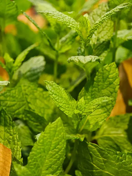 Bereketli yeşil nane bitkileri, parlak güneş ışığı altında canlı yapraklarını sergileyerek bir bahçede gelişir. Zengin yapraklar otun doğal güzelliğini vurgular..