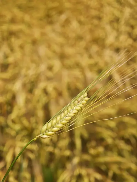 Tek bir buğday sapının yakın çekimi olgunlaşmış tahıllar sergiliyor. Etrafında, parlak bir gökyüzünün altında uzanan büyük bir altın buğday tarlası tarımın güzelliğini vurguluyor..