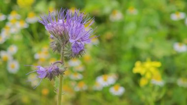 Dilimlenmiş kivi, nar, kavun ve daha fazlasından oluşan canlı bir karışım, eğlenmeye hazır..