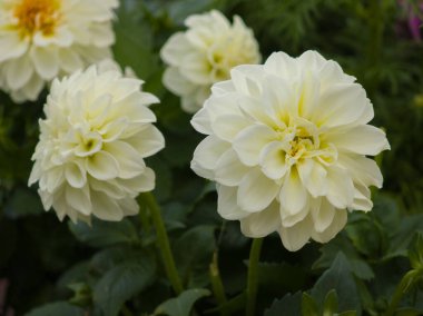 Yumuşak beyaz çiçekler yeşil yapraklarla çevrili canlı bir bahçede gelişir. Çiçekler güneş ışığını yakalar. Karmaşık yapraklarını ve doğal güzelliklerini sergilerler. Sakin bir günde..