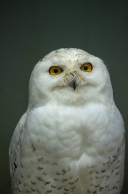 Kar baykuşu çarpıcı beyaz tüylerini ve yoğun sarı gözlerini kapalı bir ortamda gösterir. Görkemli kuş hareketsiz duruyor, bir gizem ve zarafet havası yayıyor..