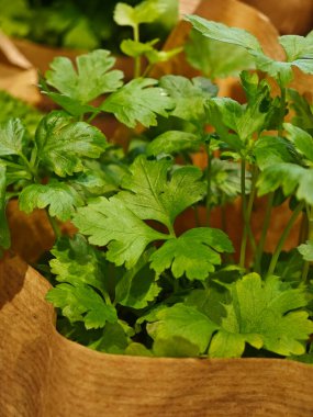 Küçük kişniş bitkileri biyolojik olarak bozunabilir bir çömlekte gelişir ve optimum büyümeyi gösteren zengin yeşil yapraklar sergiler. Parlak, doğal ışık altında beslenirler..