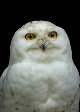 Karlı bir baykuş, sessiz bir arkaplanda sessizce oturur. Parlak sarı gözleri doğrudan izleyiciye bakar. Beyaz tüyler soluk siyah noktalarla tamamlanır ve büyüleyici bir görüntü yaratır..