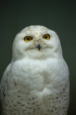 Görkemli bir kar baykuşu, parlak sarı gözlerini ve yumuşak beyaz tüylerini sergileyerek öylece duruyor. Huzurlu ortam, doğal güzelliğini ve kraliyet varlığını vurguluyor..