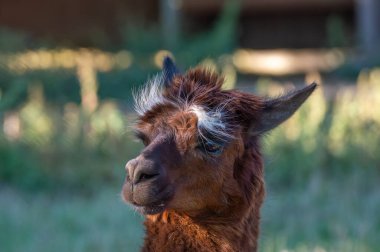 Bu lama, göze çarpan yüz işaretleri, çimenli bir ortamda sakince duruyor. Parlak gün ışığı benzersiz görünümünü ve sakin duruşunu vurgular..