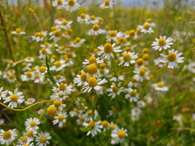 Canlı bir tarlada baharın sonlarında bol miktarda papatya sergilenir. Beyaz taç yaprakları ve sarı merkezleri yeşil çimenlere karşı güzel bir şekilde tezat oluşturuyor. Manzaranın güzelliğini arttırıyor..
