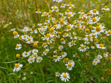 Papatya çiçekleri sık sık bir bahçede yetişir, çarpıcı beyaz yaprakları parlak sarı merkezlerle çelişir. Güneş ışığı gün ortasında bahçenin güzelliğini arttırır..