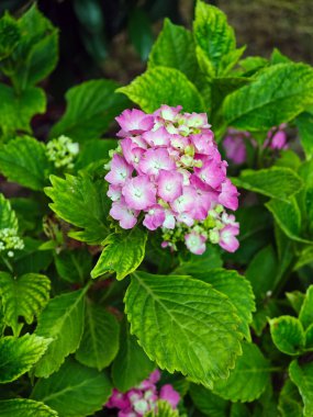 Yeşil yapraklı güzel pembe ve beyaz bir çiçek yaprakların ortasındadır. Çiçek yemyeşil bir arka planla çevrilidir, ona canlı ve canlı bir görünüm verir.