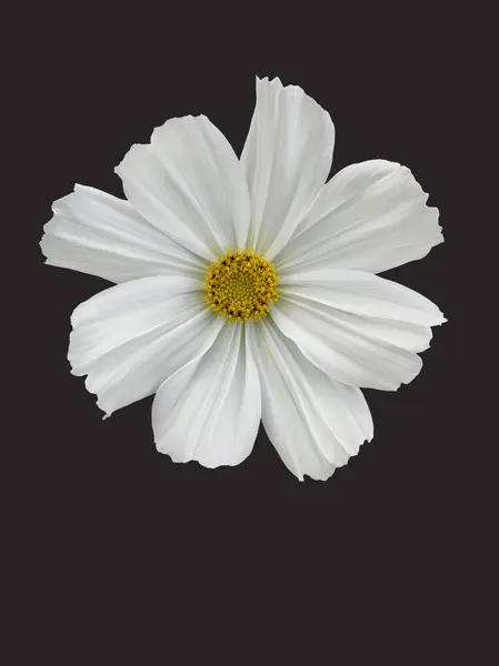 Parlak sarı merkezli, temiz ve karanlık bir arka planda izole edilmiş güzel beyaz bir kozmos çiçeği. Çiçekli fotoğrafçılık ve tasarım projelerinde doğa, sadelik ve zarafet kavramları için mükemmel..