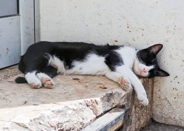 Siyah ve beyaz bir kedi merdivenlerde uyuyor. Kedi yan yatıyor.