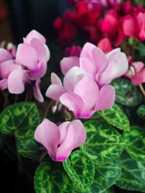 Bahçedeki yemyeşil yapraklarla çevrili narin pembe siklamen çiçekleri tomurcuklanıyor. Canlı renkler bahar atmosferine cazibe katıyor..