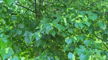 Bereketli Yeşil Ağaç Huzurlu Doğal Ormanda Yapraklar