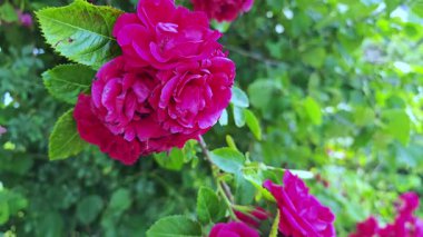 Bahçedeki yemyeşil yaprakların arasında çiçek açan parlak pembe güller.