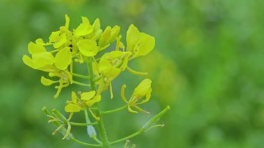 İlkbaharda kolza tohumu tarlasında çiçek açar.