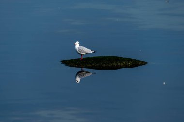 Sudaki beyaz balıkçıl