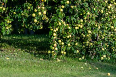 Bahçedeki yeşil çimlerin üzerinde elmalar