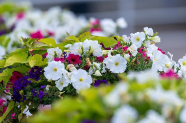 Bahçedeki güzel beyaz çiçekler