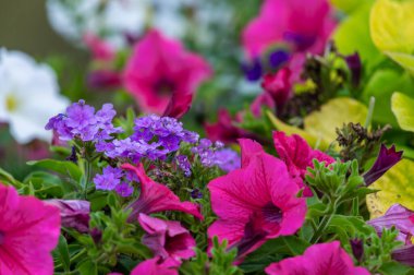 Doğada güzel çiçekler