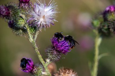 Tarladaki devedikeni çiçeğine yakın çekim.