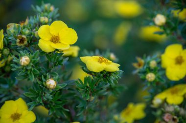 Yazın çalılıklarda sarı çiçekler