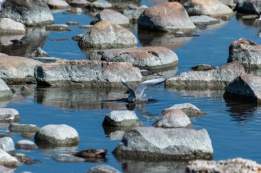 Göldeki kayanın üzerindeki bir martı.