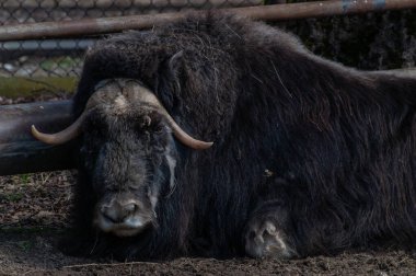 Büyük bizon hayvanat bahçesinde oturuyor..