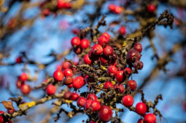 Sonbahar meyveleri ağaç üzerinde