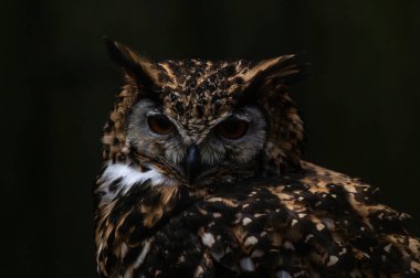 Baykuş, baykuş, doğadaki kuş, vahşi