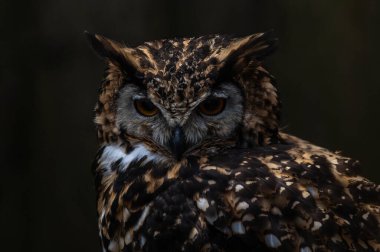 Güzel gri bir baykuşun portresi