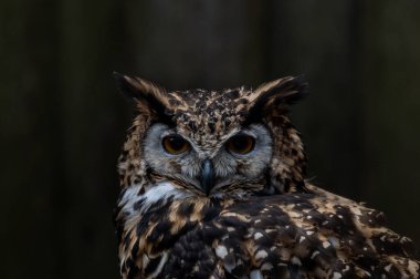 Ormandaki ağaç dalında baykuş, doğa