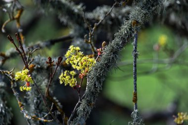 Güzel botanik fotoğrafı, doğal duvar kağıdı.