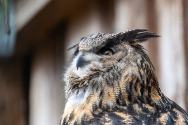 Güzel baykuşun portresi