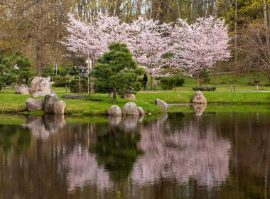 Japonya 'da kiraz çiçekleri, Tokyo