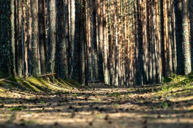 Ormandaki çam ağaçları.