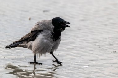 Sahildeki siyah karga