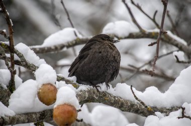 Karda bir kuş. Kış manzarası