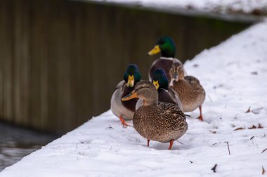 Kışın gölde birlikte yüzen bir grup yaban ördeği..