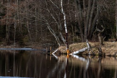 Kışın nehrin güzel manzarası