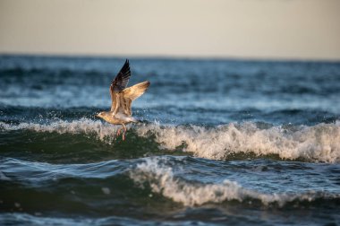 Gün batımında denizde uçan bir kuş.