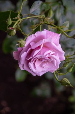 Bahçedeki güzel pembe güller